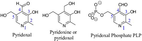 What is PLP coenzyme