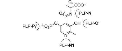 What is PLP cofactor