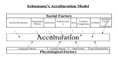 What is Schumann acculturation theory