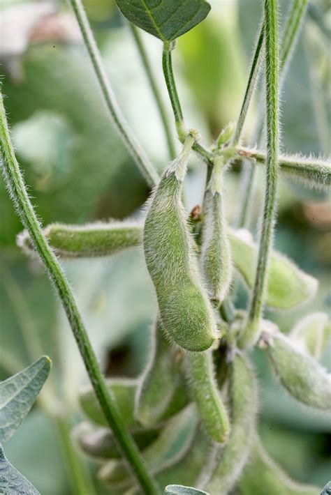 What is Soybean