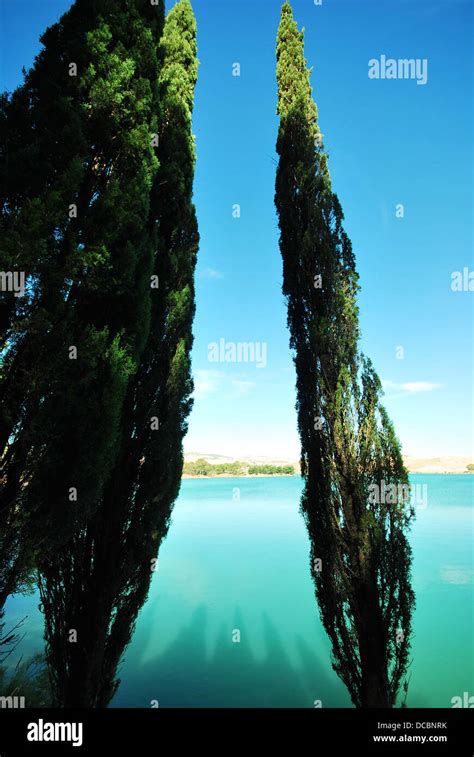 What is Spanish cypress