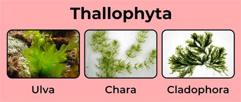 What is Thallophyta definition