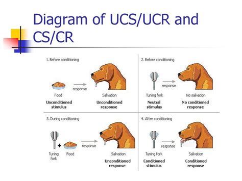 What is UCR in psychology example
