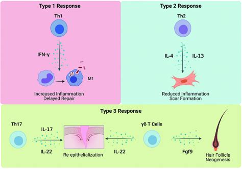What is a Type 1 immune response