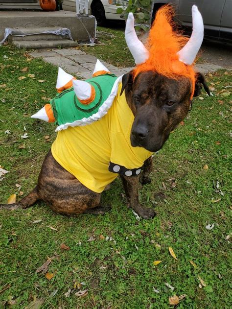 What is a bowser dog