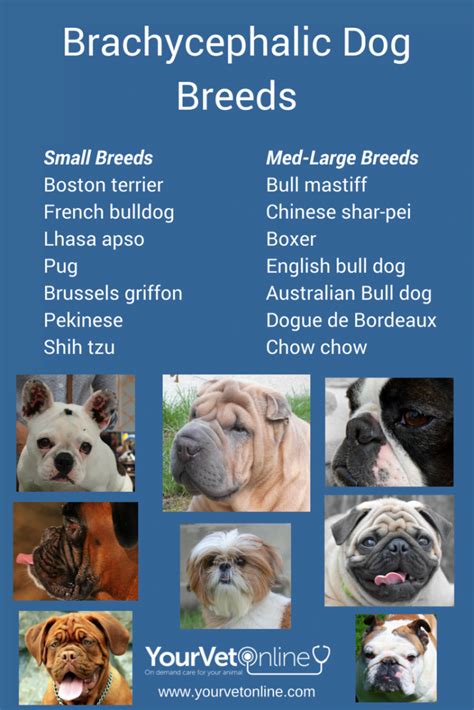 What is a brachycephalic breed