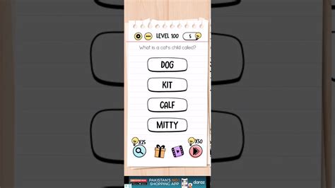 What is a cats child Called