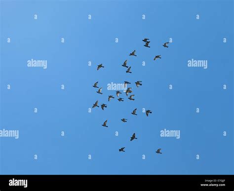 What is a cloud of birds called