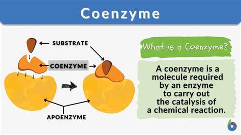 What is a coenzyme