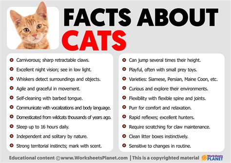 What is a fact about a cat