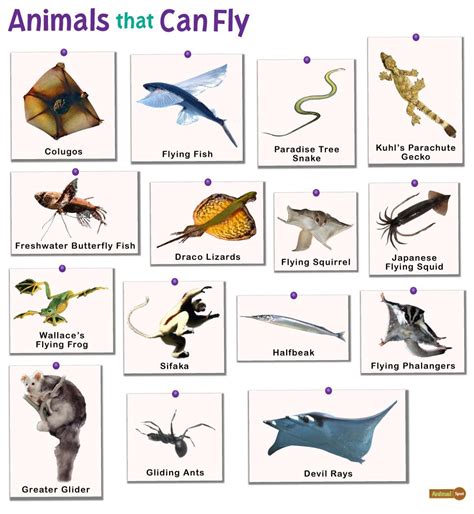 What is a fry in animal