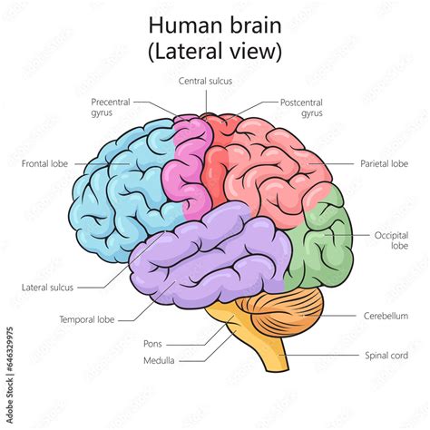 What is a lateral view of the brain