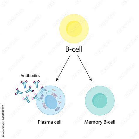 What is a memory B cell