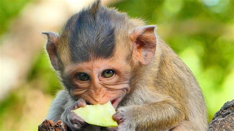 What is a monkeys chuff