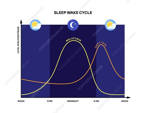 What is a normal sleep wake cycle