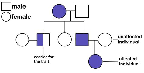 What is a pedigree in genetics