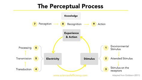 What is a perceptual response
