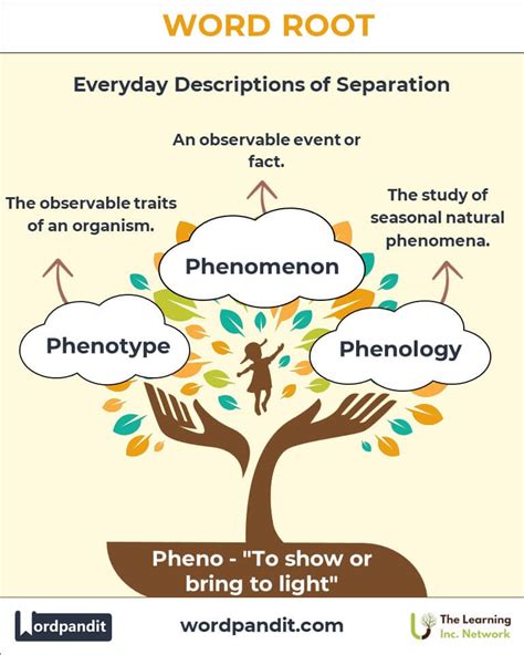 What is a pheno