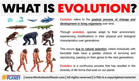 What is a picture of evolution