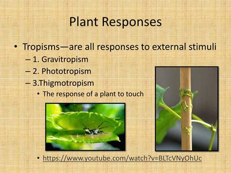 What is a plant s response to touch