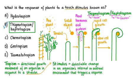 What is a plants response to touch