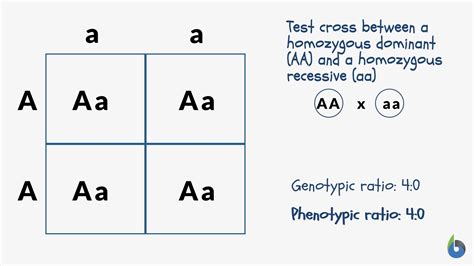 What is a recessive phenotype