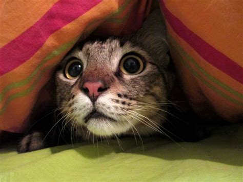 What is a scaredy cat