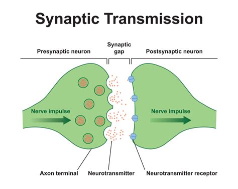 What is a synaptic gap in psychology