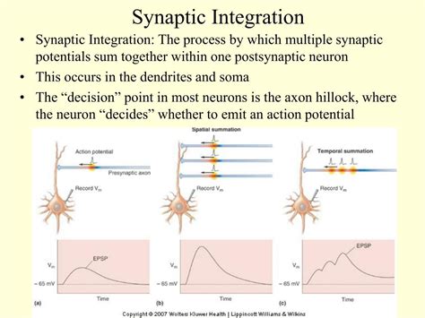What is a synaptic integration