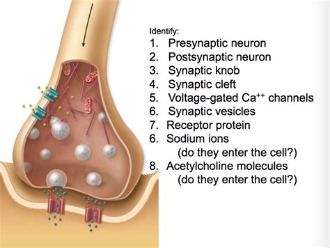 What is a synaptic knob quizlet
