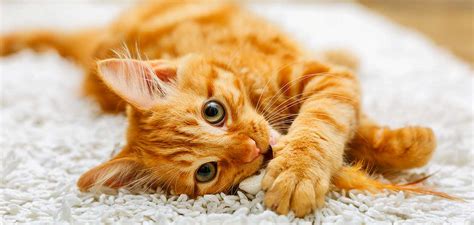 What is a yellow tabby cat