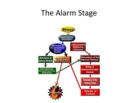 What is alarm stage example