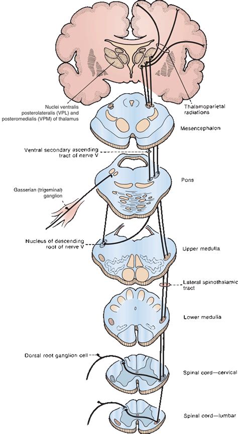 What is an Exteroceptive sensation