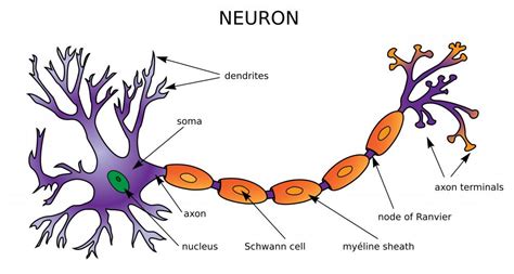 What is an example of a interneuron