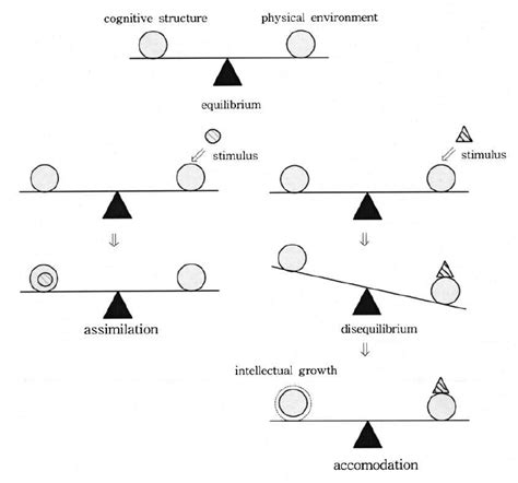 What is an example of equilibration in psychology