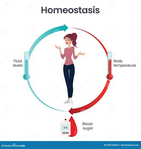 What is an example of homeostasis in the body