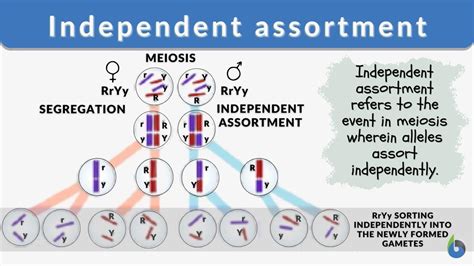 What is an example of independent assortment