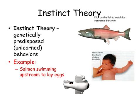 What is an example of instinct theory