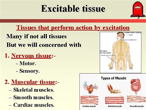 What is an excitable tissue