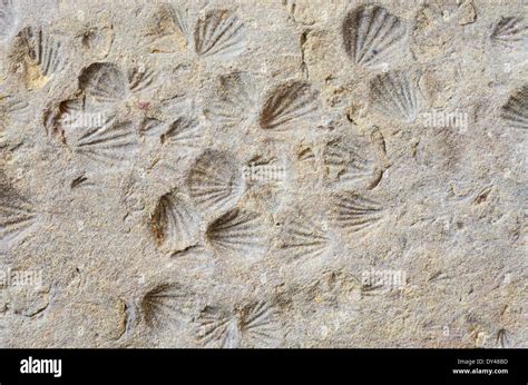 What is an imprint fossil
