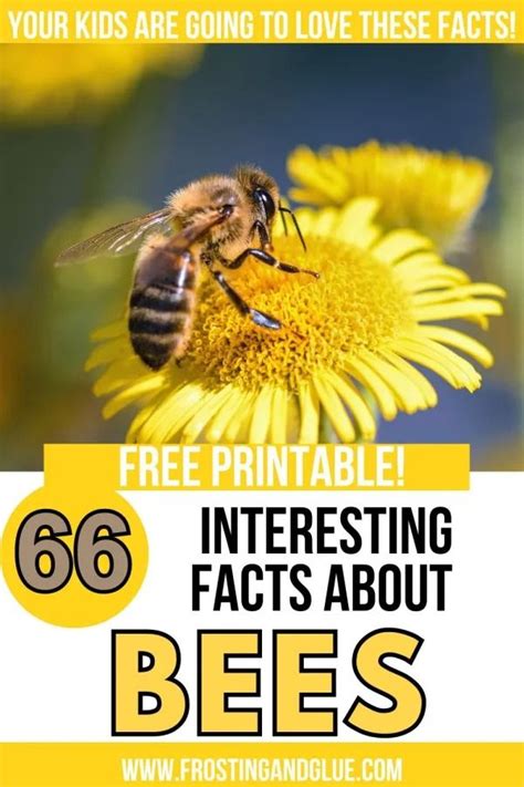 What is an interesting fact about bees