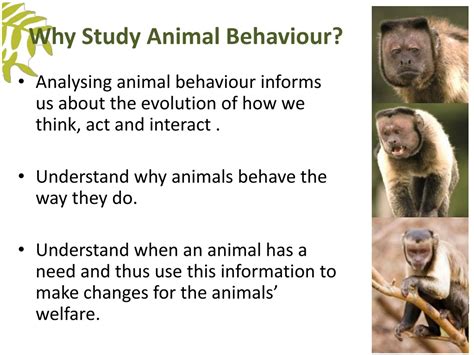 What is animal behavior and why is it important