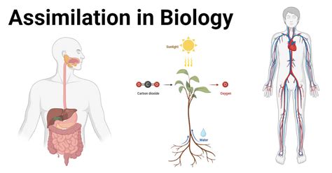 What is assimilation in science