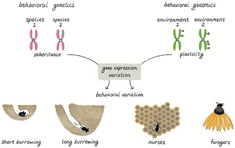 What is behavioral and molecular genetics