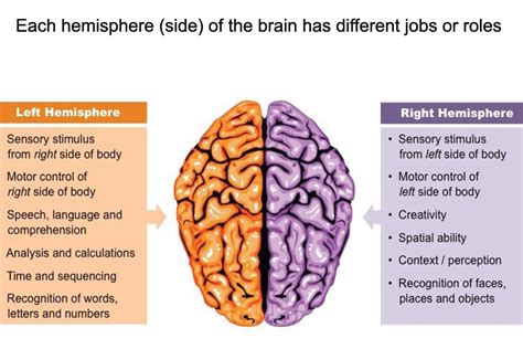 What is brain lateralization psychology