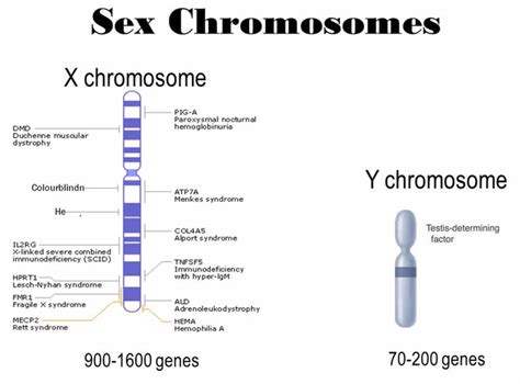 What is chromosome X
