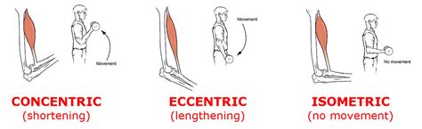 What is concentric eccentric and isometric movement