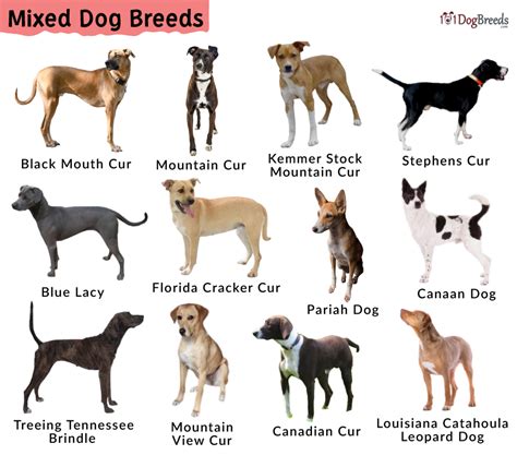 What is considered a mixed breed