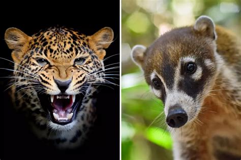 What is considered exotic looking