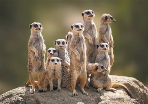 What is cooperation in animals